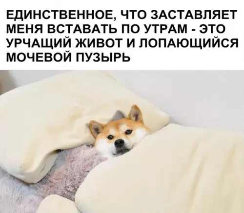 Смешная картинка №362075