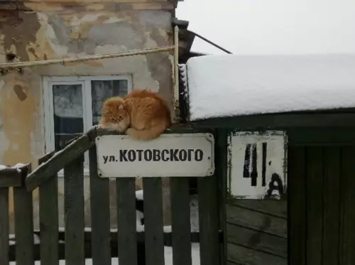 Смешная картинка №640580 коты