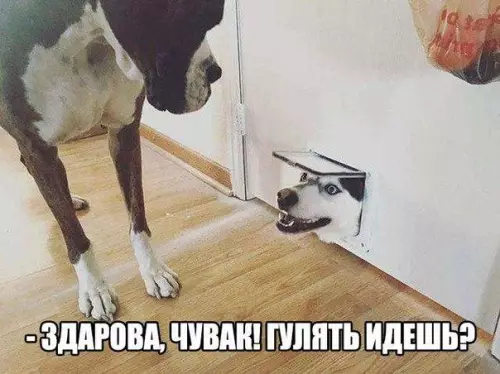 Смешная картинка №202429 собаки