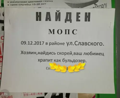Смешная картинка №229992 Когда приютил мопса