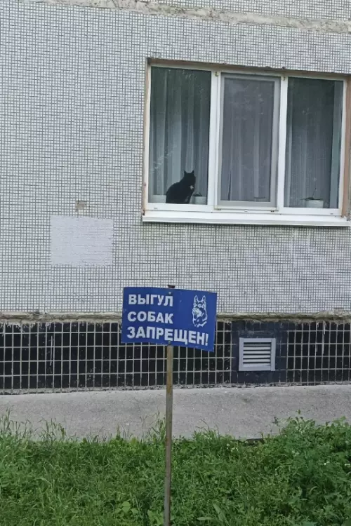 Теневой агент на посту 🐈‍⬛🚫 - ВЫГУЛ СОБАК ЗАПРЕЩЕН!