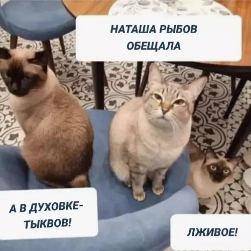 Смешная картинка №732569 Обманула Коты