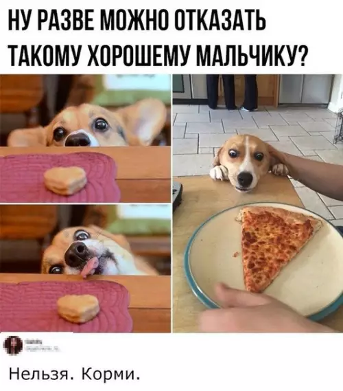 Смешная картинка №460672 Когда собака съедает всю твою еду на сегодня