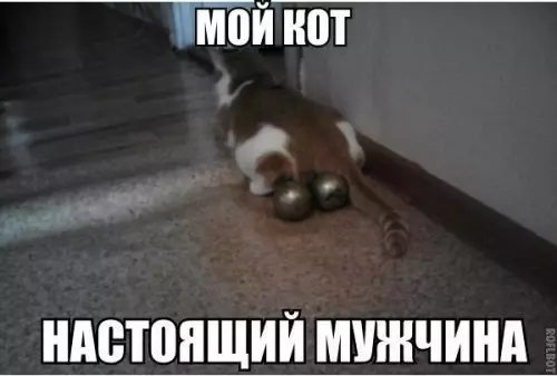 Смешная картинка №303556 коты
