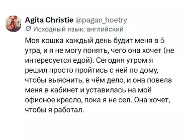 Кот — твой самый жесткий тимлид 🐈‍⬛💼 - Моя кошка каждый день будит меня в 5 утра, и