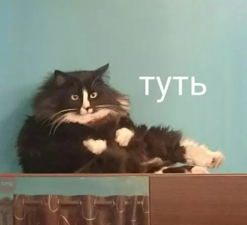 Смешная картинка №226824 Котик, где жирочек?