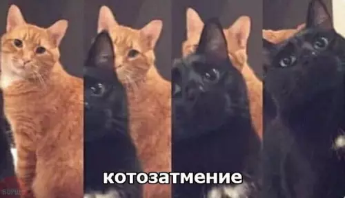 Смешная картинка №245469