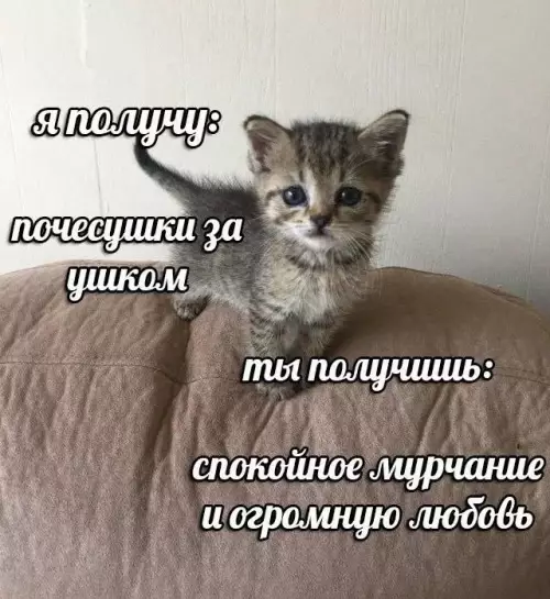 Котенок и его милые преимущества - я получу: почесушки за ушком ты получишь: спокойное мурчание и