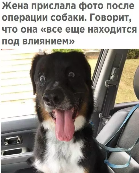 Смешная картинка №215020 собаки