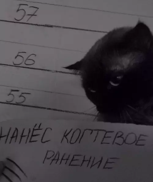 Смешная картинка №197518 Преступная группировка коты