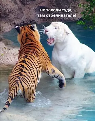 Смешная картинка №679173 животные