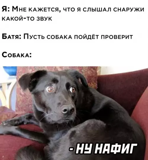 Смешная картинка №599079 собаки