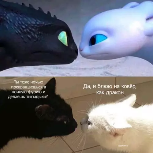 Смешная картинка №481696 Koтcплeй нa нoчныx фypий