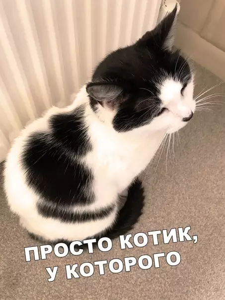 Смешная картинка №405044 Чтобы ты мог гладить котика, пока гладишь котика