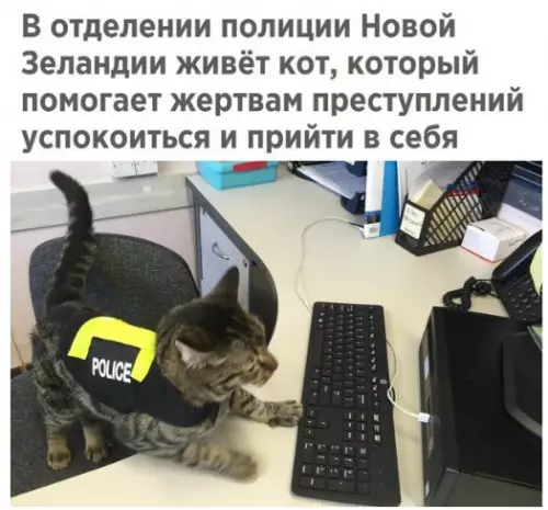 Смешная картинка №212705 кот, полиция