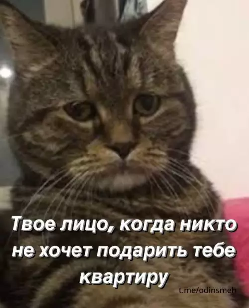 Смешная картинка №665024 картинки коты