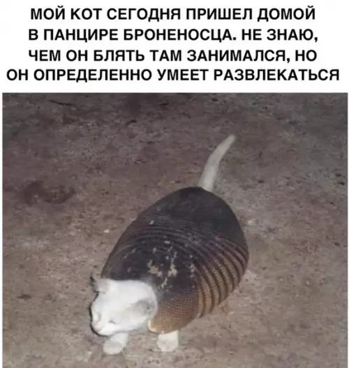 Смешная картинка №309901 коты