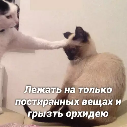 продолжение Смешная картинка №657992 коты