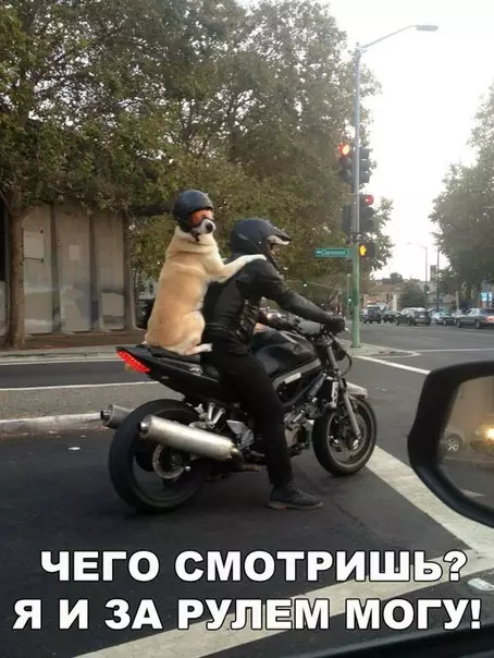 Смешная картинка №207004