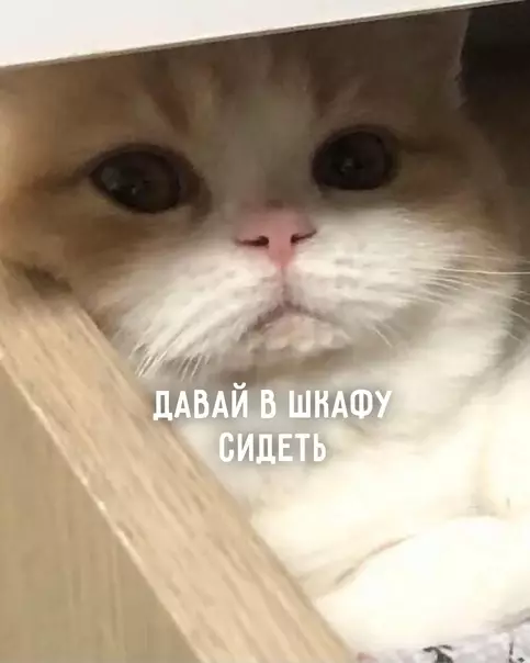 продолжение Смешная картинка №576591 Давай, котик котики, работа