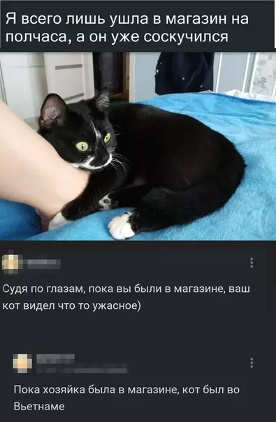 Смешная картинка №318353 коты