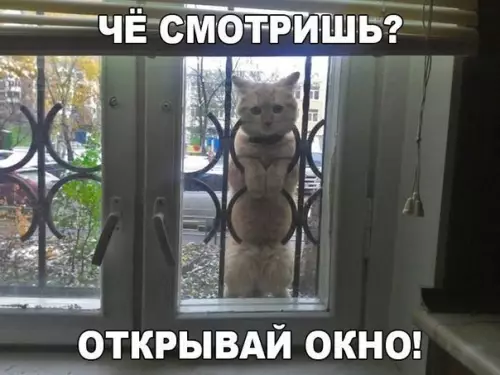 Смешная картинка №245344 коты