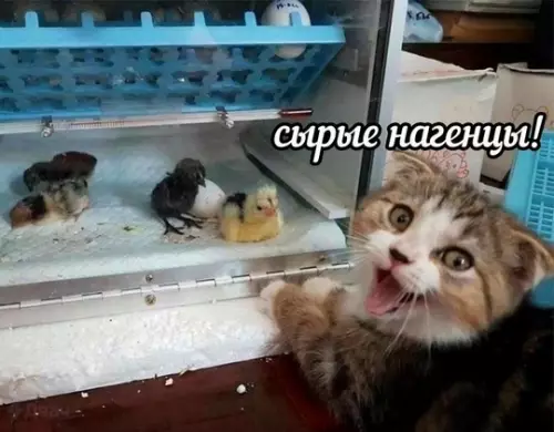 Смешная картинка №760876