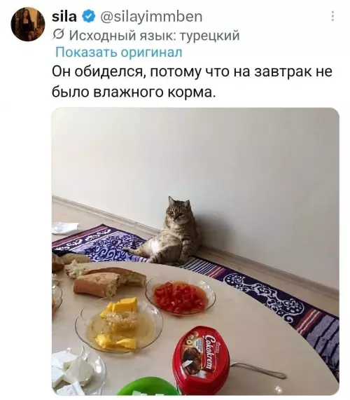 Твоя кошка после пропущенного завтрака 😼 - Он обиделся, потому что на завтрак не было влажного корма.