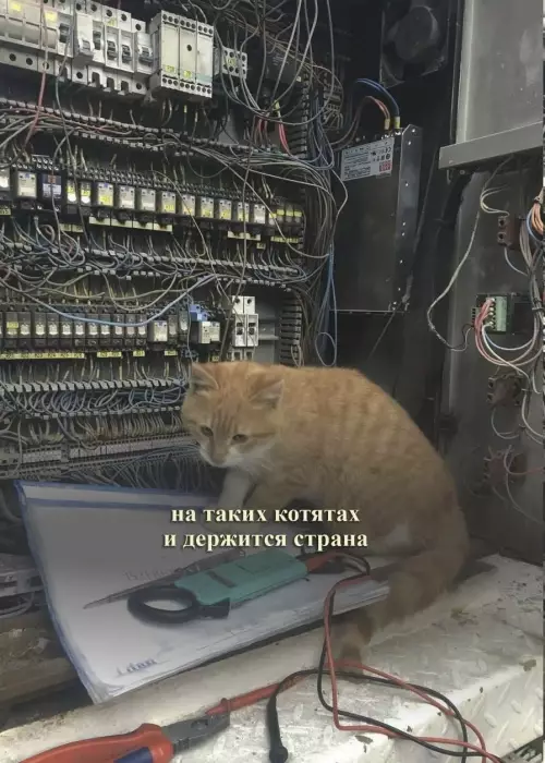 Смешная картинка №813004 котята