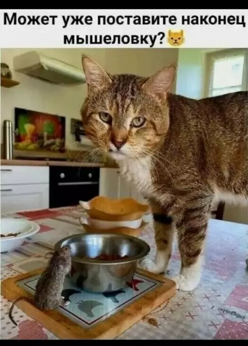 Кот в шоке от сервиса 😼🐭 - Может уже поставите наконец мышеловку?