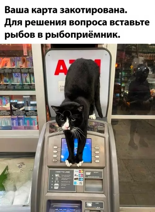 Смешная картинка №683822 Коты