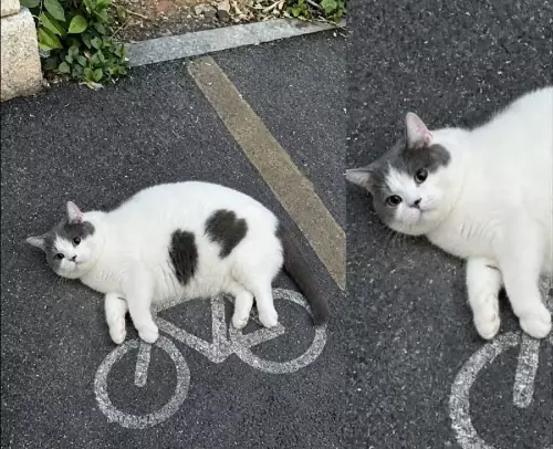Кот-велосипед: прокатимся? 🚲🐈
