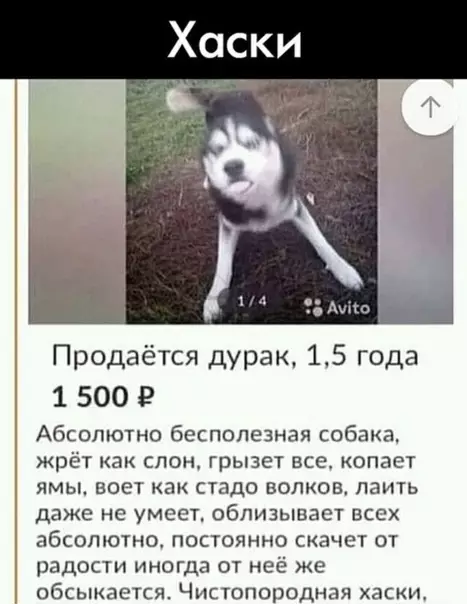 Смешная картинка №349111 Нaткнулся на такое объявлениe...