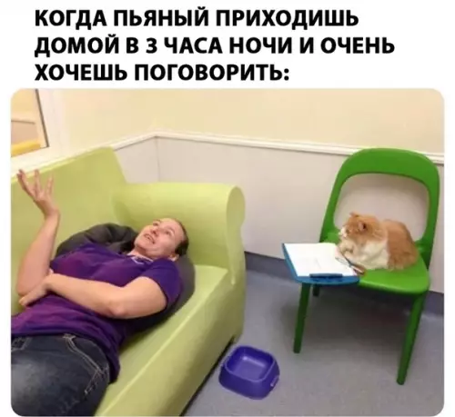 Смешная картинка №282436 животные, кошки