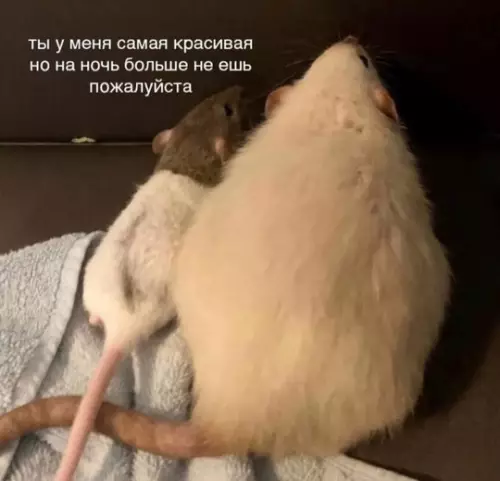 Смешная картинка №750388