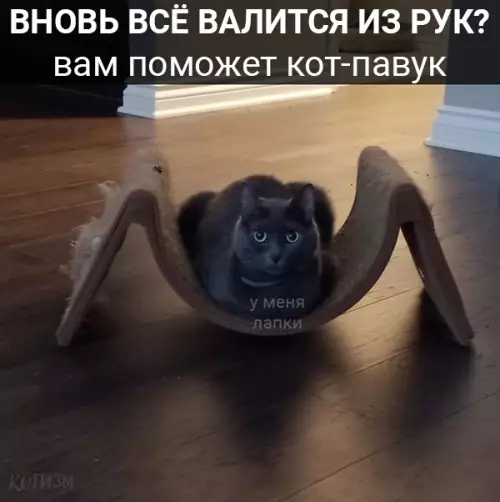 Смешная картинка №374571 Кототерапия