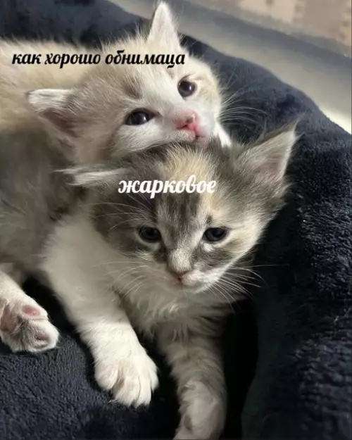Смешная картинка №691568 В каждой паре есть эти двое: