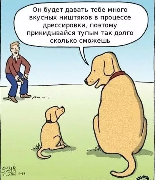Смешная картинка №671979 Собаки