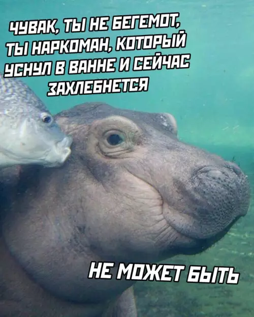 Смешная картинка №644396