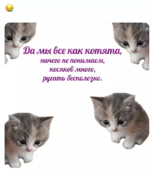 Милые котята и наша неуверенность