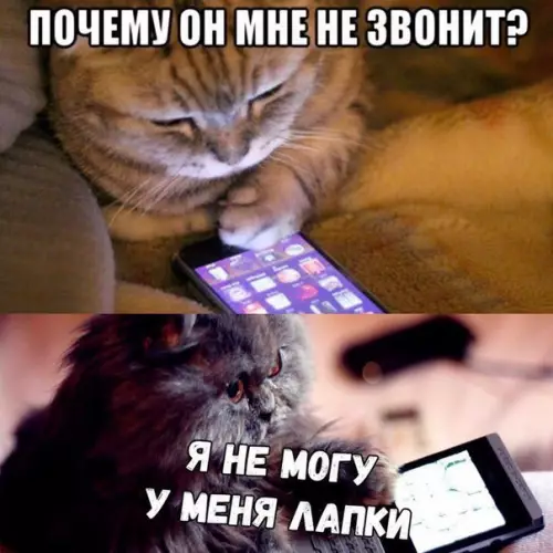 Смешная картинка №196575 кошки