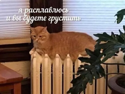 Рыжий комок счастья на батарее 🐈🔥 - я расплавлюсь и вы будете грустить