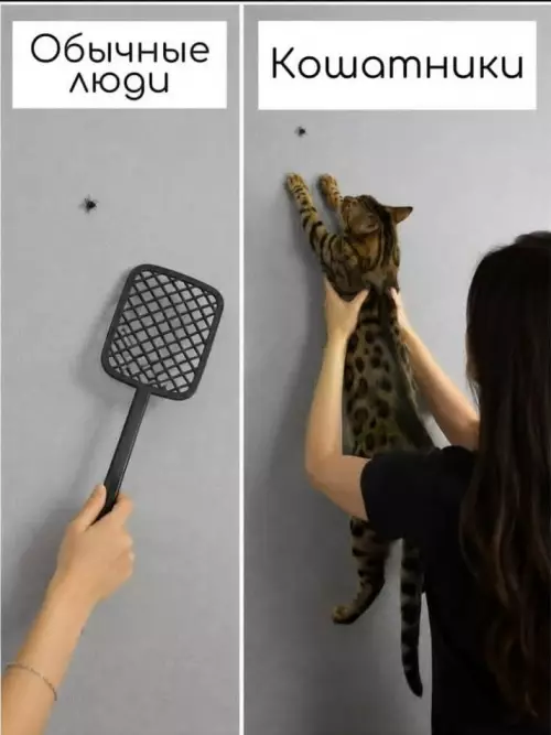 Кошатники vs Обычные люди 🐱😂 - Обычные люди, Кошаտնniki