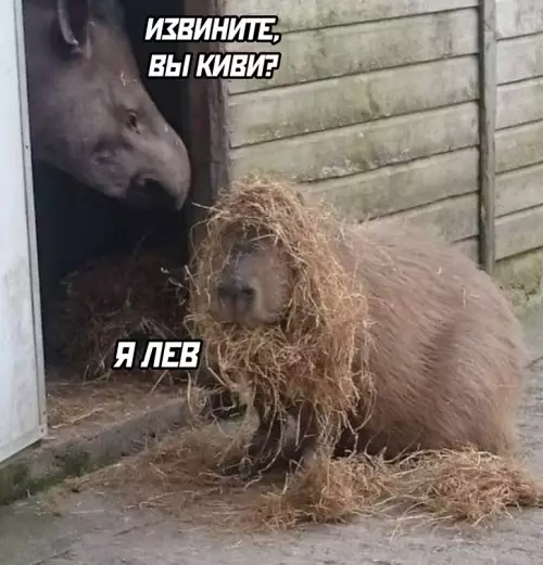Смешная картинка №684900 Животные