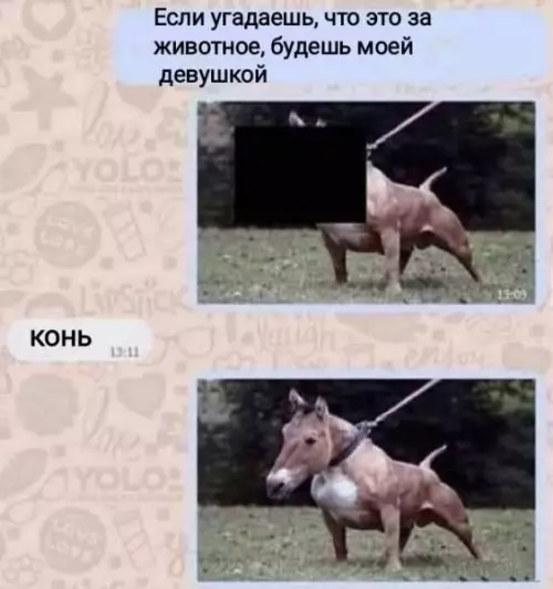 Угадай животное и получи приз! 🐴🎁 - Если угадаешь, что это за животное, будешь моей девушкой. конь