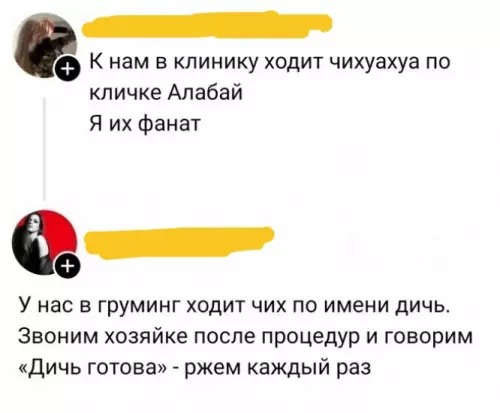 Имена питомцев — это отдельный вид искусства 😂 - К нам в клинику ходит чихуахуа по кличке Алабай. Я