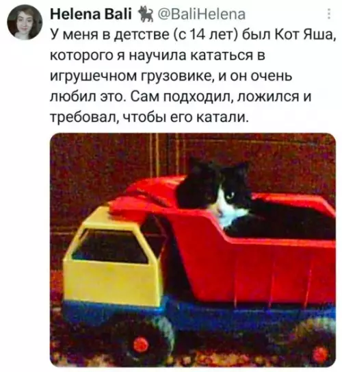 Кот-дальнобойщик заказывал? 🚛🐈 - У меня в детстве (с 14 лет) был Кот Яша,