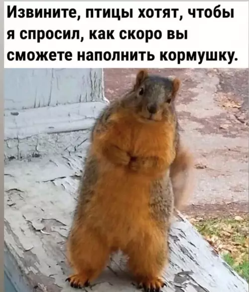 Белка спрашивает о кормушке