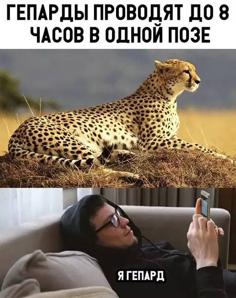Смешная картинка №347845 Коротко о гепардах