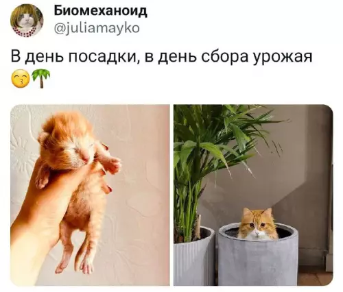 Смешная картинка №709718 коты